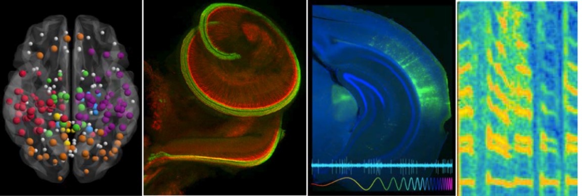 microscopy images