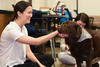 therapy dog